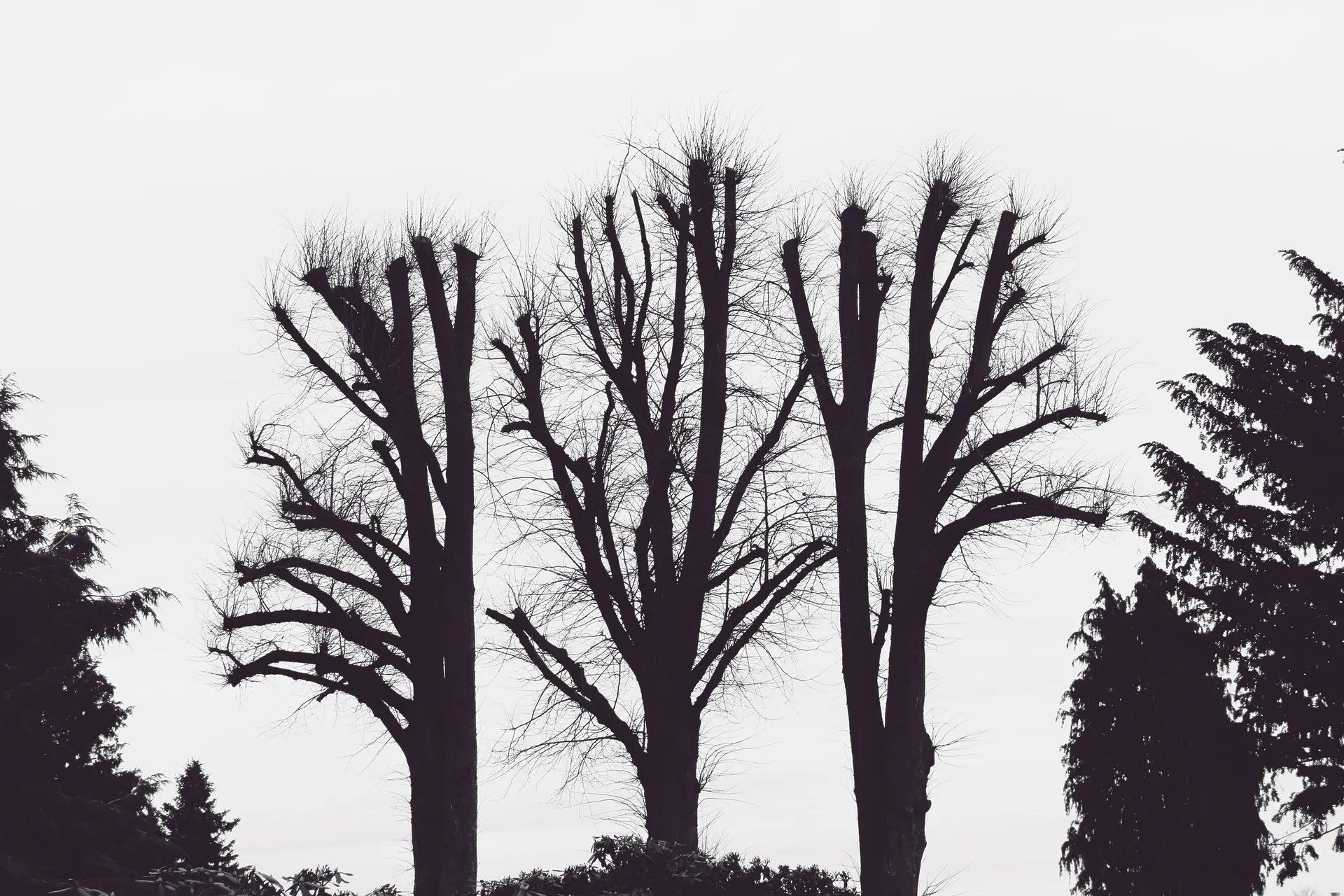 cool-black-aesthetic-dead-trees-o4gcpz2vkj94ekai